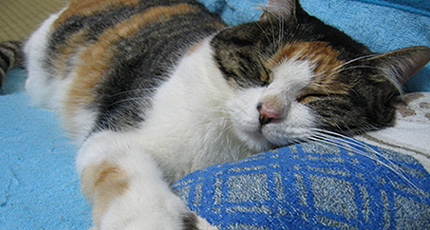 2007.09.06.miiko.jpg