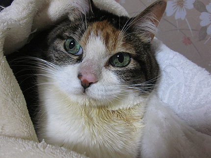 20150120miiko.jpg