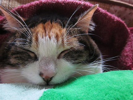 20150216miiko.jpg