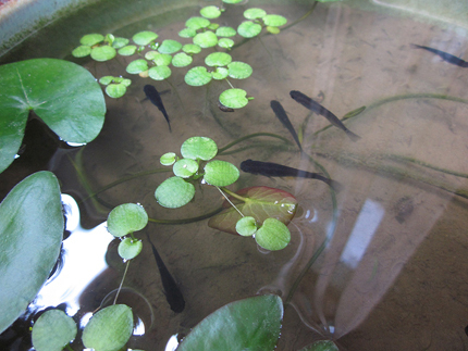 20150527_6818.jpg
