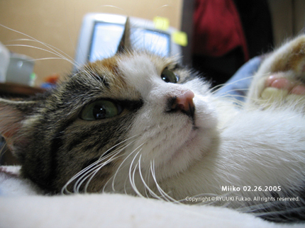 20050226mitchi_095.jpg