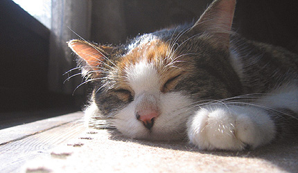 2006_1030miiko.jpg