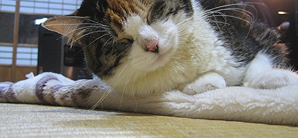 2007.01.17miiko.jpg