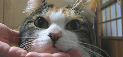 2007.01.20.miiko.jpg