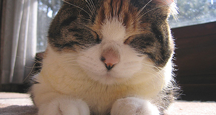2007.03.24miiko2.jpg
