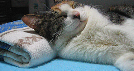 2007.06.30.miiko2.jpg