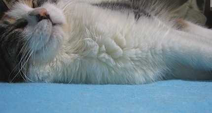 2007.07.12miiko.jpg