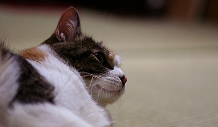 2007.07.24miiko.jpg