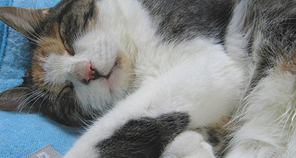 2007.08.07.miiko2.jpg