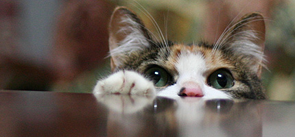 2007.12.31.miiko.jpg