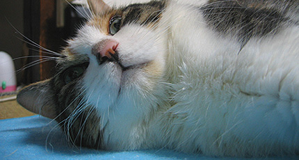 200707.12miiko2.jpg