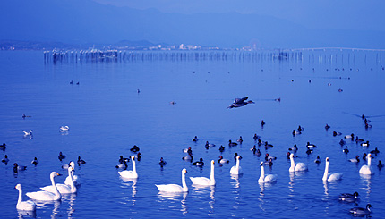 2007_0109swan.jpg
