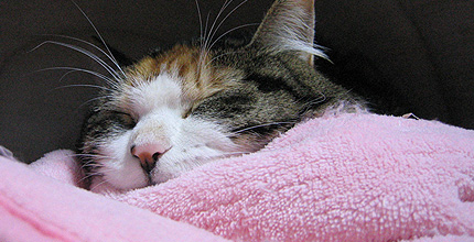 2008.02.27.miiko.jpg