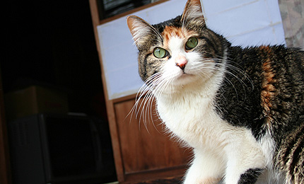2008.04.26miiko.jpg