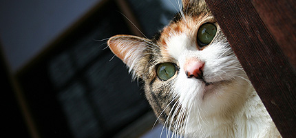 20080413miiko.jpg