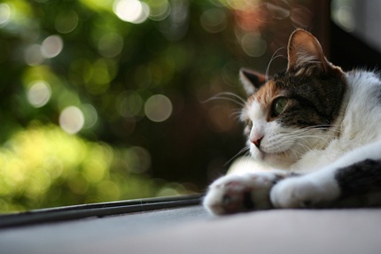 20080521miiko_252.jpg