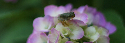 20080706kaeru1.jpg