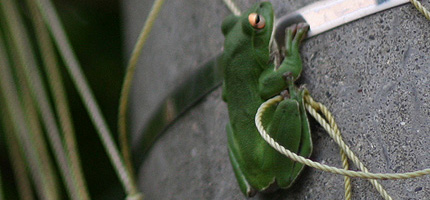 20080706kaeru3.jpg