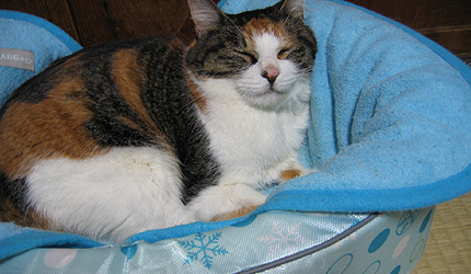20080719miiko.jpg