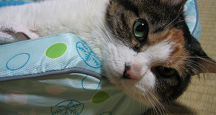 20080721miiko.jpg