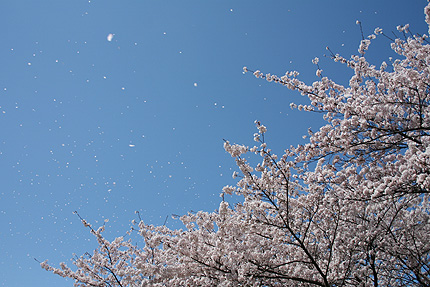 2008_0408sakuraA.jpg