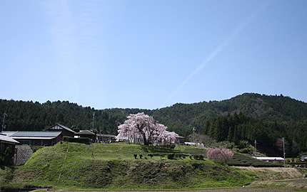 2008_0420sakura.jpg