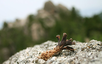 2008_0509lisu.jpg