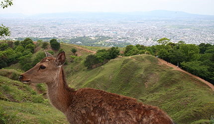 2008_0513nara02.jpg
