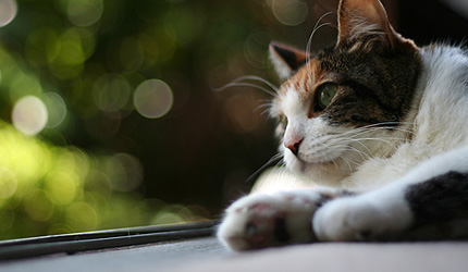 2008_05_25miiko.jpg