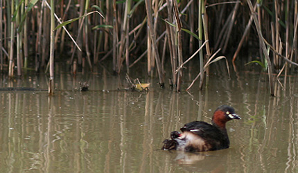 2008_0626kaituburi.jpg
