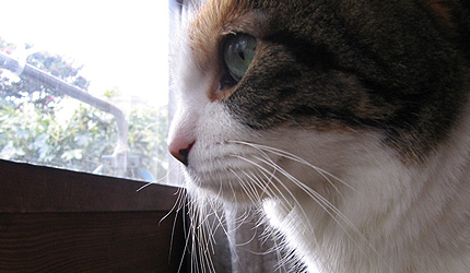 20090123miiko2.jpg
