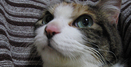 20090127miiko.jpg