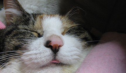 20090429miiko1.jpg