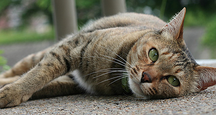 20090525teibou2.jpg
