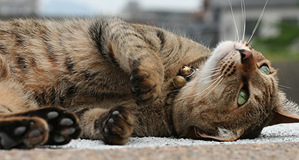 20090525teibou3.jpg