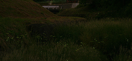20090603hotaru.jpg