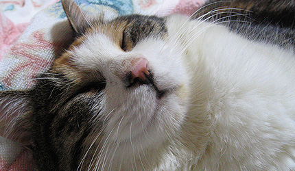 20090906miiko.jpg