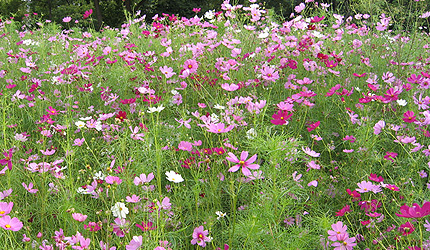 20090911kosumosu.jpg