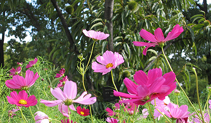 20090911kosumotukuri.jpg