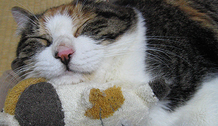 20090916miiko.jpg