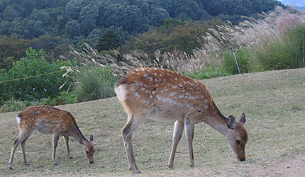 20090928sikasusuki.jpg