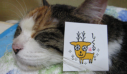 20090929miiko.jpg