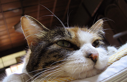2009_0630miiko.jpg