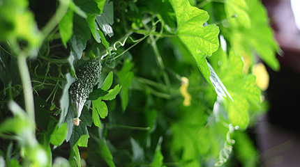 2009_0831goya.jpg
