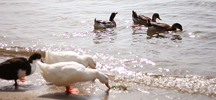2009_0916ahiru.jpg