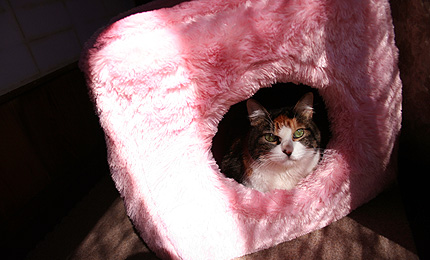 2009_1125miiko5.jpg