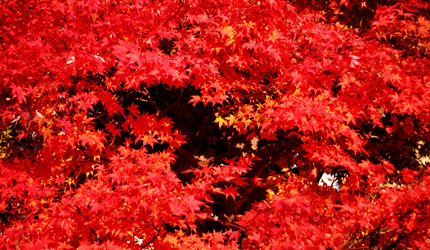 2009_1125momiji1.jpg