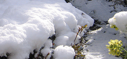 20100207yuki.jpg