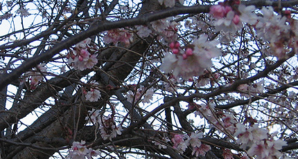 20100222sakura.jpg