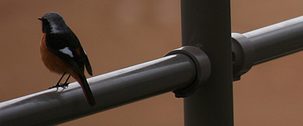 20100309tori.jpg